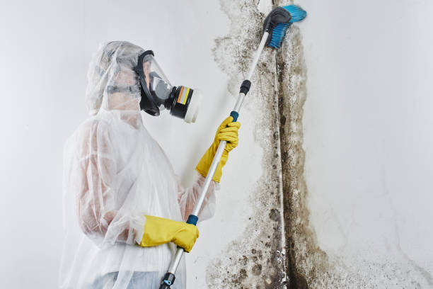 Best Mold Testing  in Byron, GA