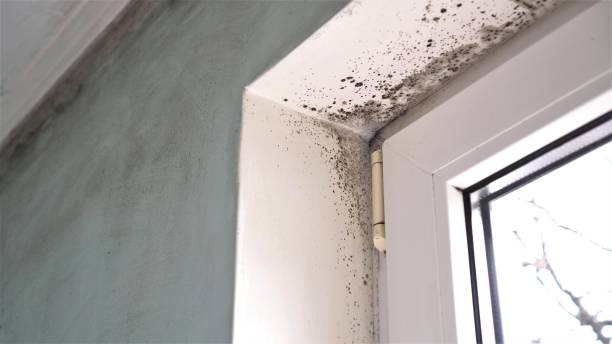 Best Mold Damage Repair  in Byron, GA