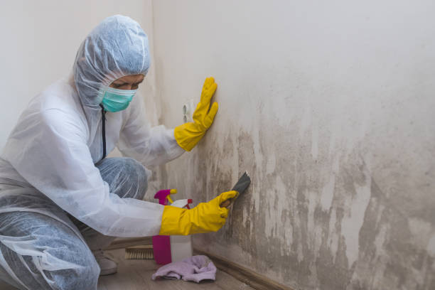 Best Mold Removal Company Near Me  in Byron, GA