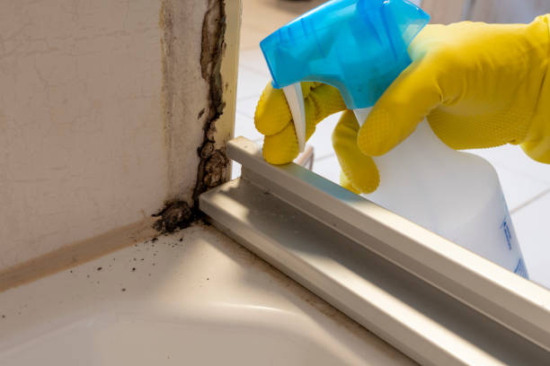 Best Professional Mold Removal  in Byron, GA