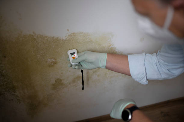 Best Mold Remediation  in Byron, GA