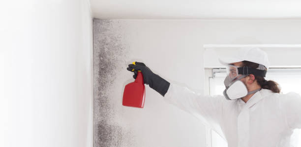 Best Fast Mold Removal  in Byron, GA