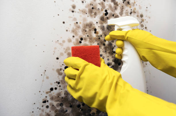 Best Crawl Space Mold Removal  in Byron, GA