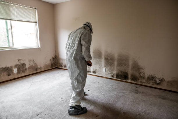 Best Best Mold Removal Companies  in Byron, GA