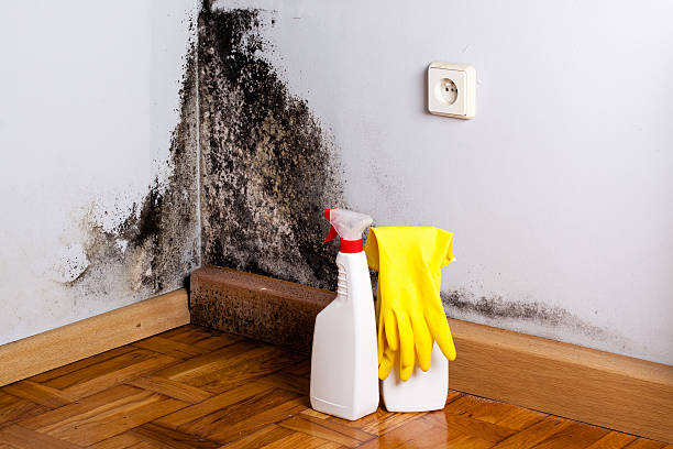 Best Mold Remediation Experts  in Byron, GA